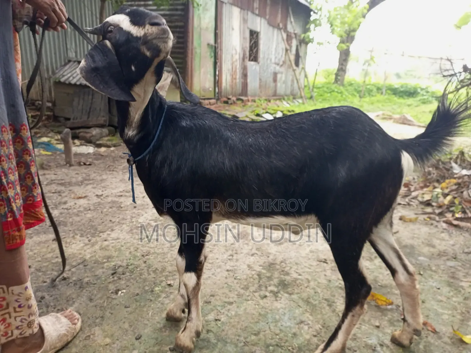 কুরবানির খাশি ছাগল