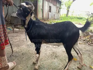 কুরবানির খাশি ছাগল