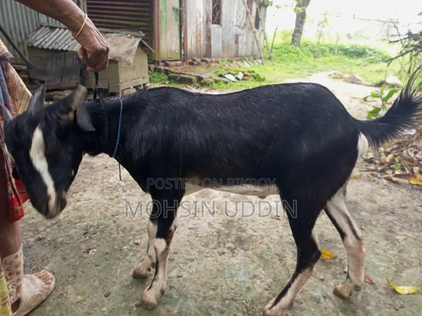 কুরবানির খাশি ছাগল
