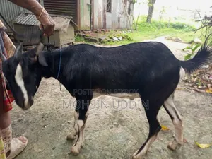 কুরবানির খাশি ছাগল