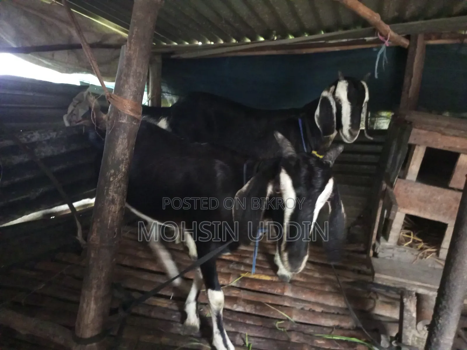 কুরবানির খাশি ছাগল