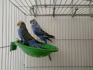 Budgie Full Setup