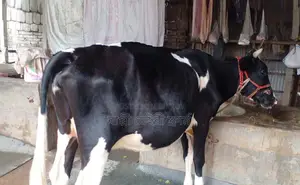 ১২২০নং ৮ মাসের পেগনেট গাভী বিক্রয় হবে ।