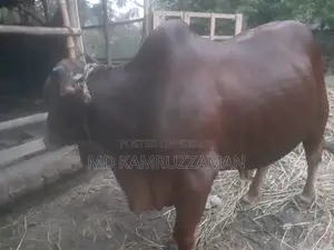 কুরবানীর জন্য গরু বিক্রি