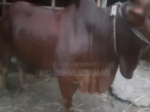 কুরবানীর জন্য গরু বিক্রি