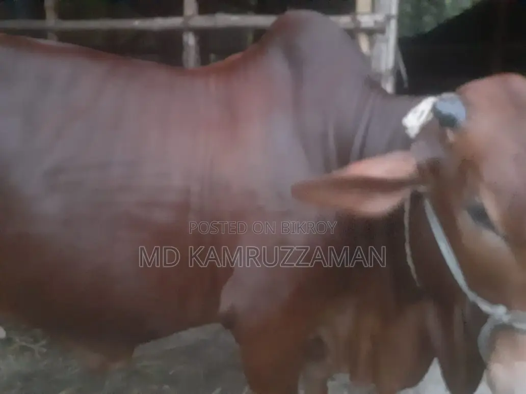 কুরবানীর জন্য গরু বিক্রি