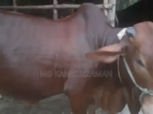 কুরবানীর জন্য গরু বিক্রি