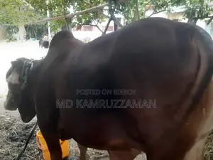 কুরবানীর জন্য গরু বিক্রি