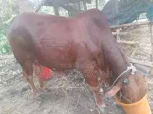 কুরবানীর জন্য গরু বিক্রি