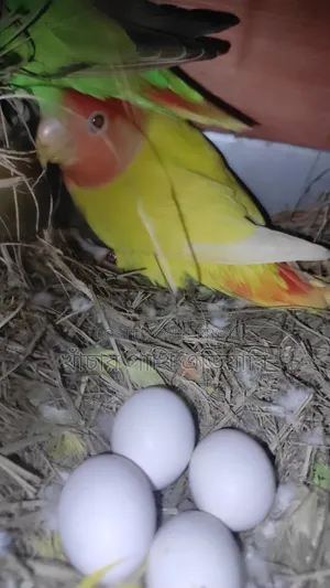 Love Birds