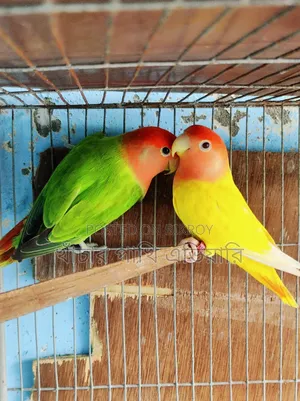 Love Birds