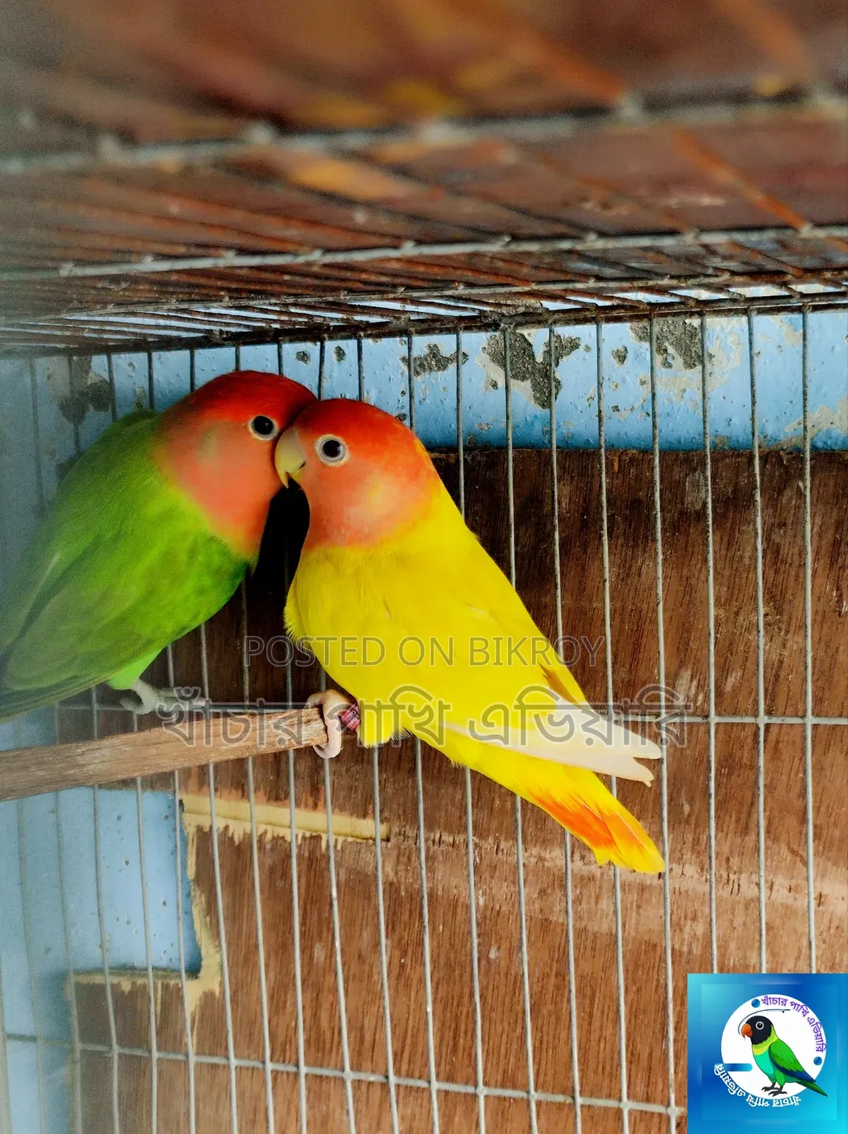 Love Birds
