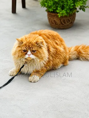 1+ Year Male Purebred Persian