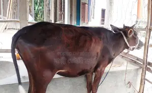 অল্প দামে বকনা গরু পোষার জন্য নিঃসন্ধেহে কিনুন ।(সিরিয়াল নং ১২২১)
