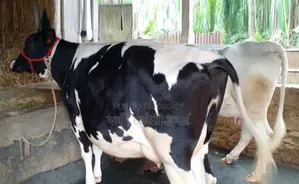 ২টি গাভী বিক্রয় হবে ।