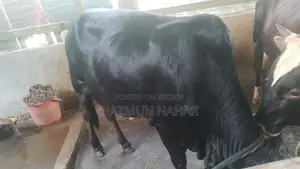 কোরবানির জন্য