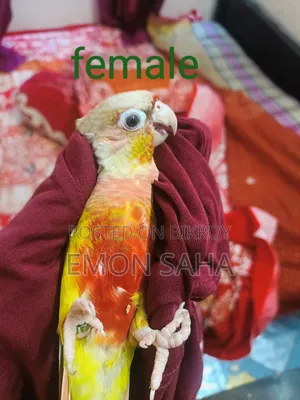 Pineapple Conure Pair