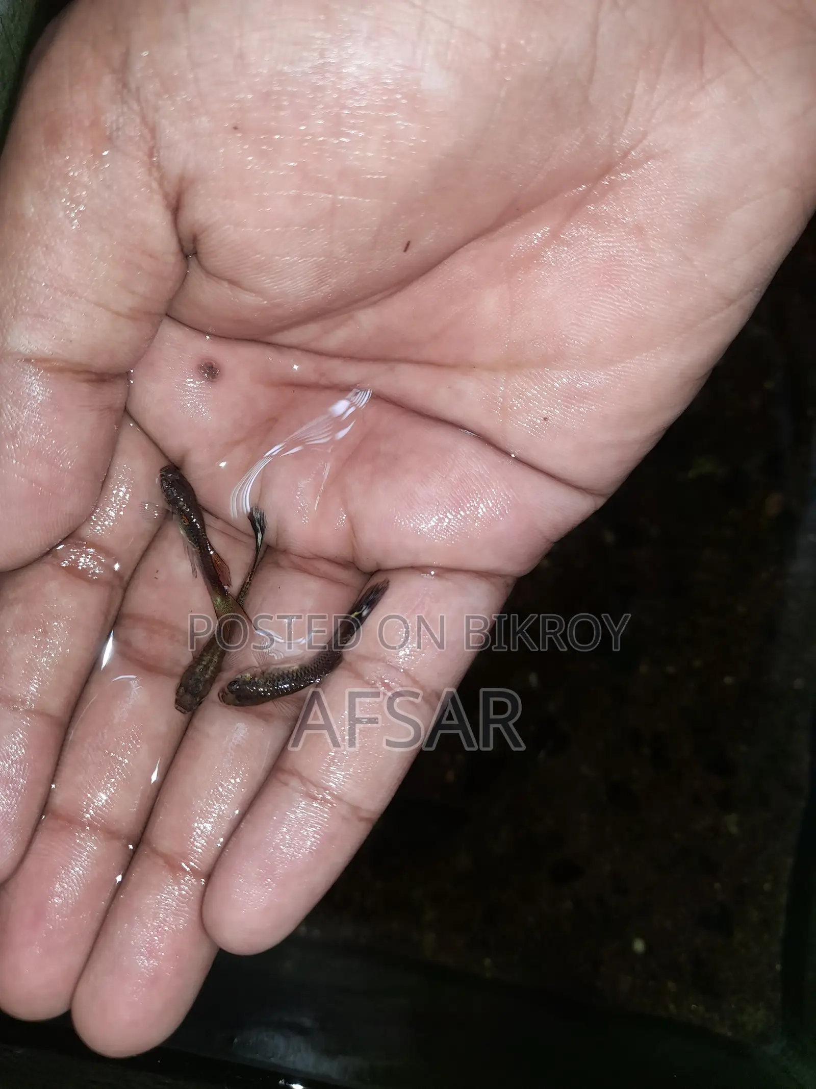 Mix Guppy Fish