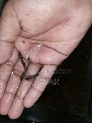 Mix Guppy Fish