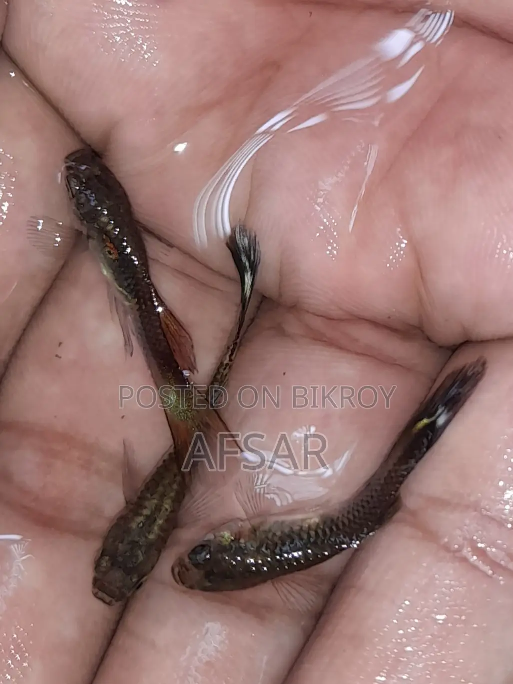 Mix Guppy Fish