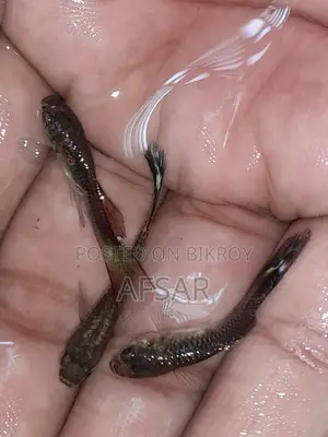 Mix Guppy Fish