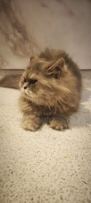 6-12 Months Female Purebred Persian