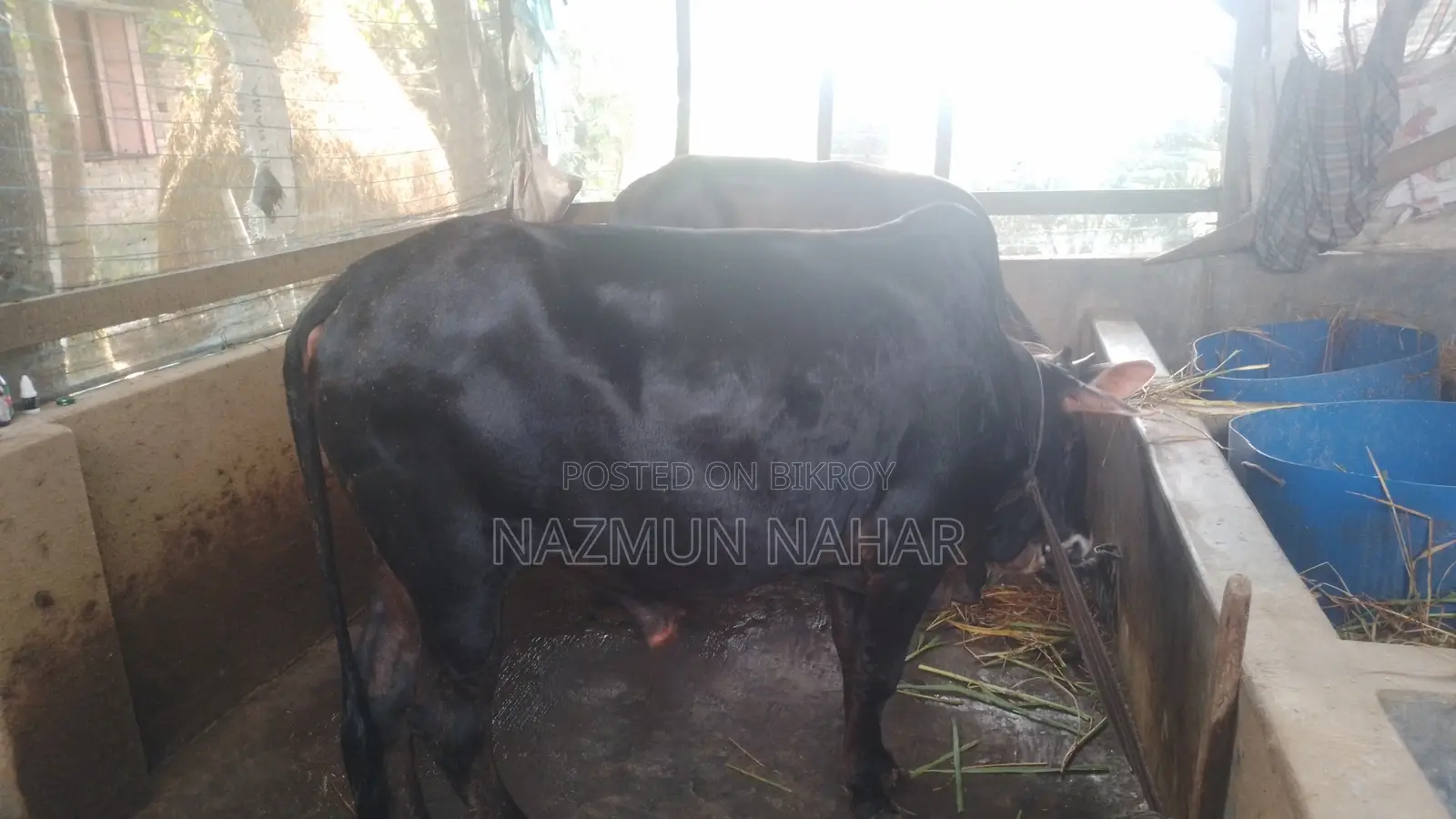 কোরবানির জন্য