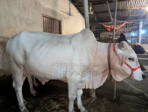 ব্রাহামা ক্রস গরু বিক্রি করা হবে