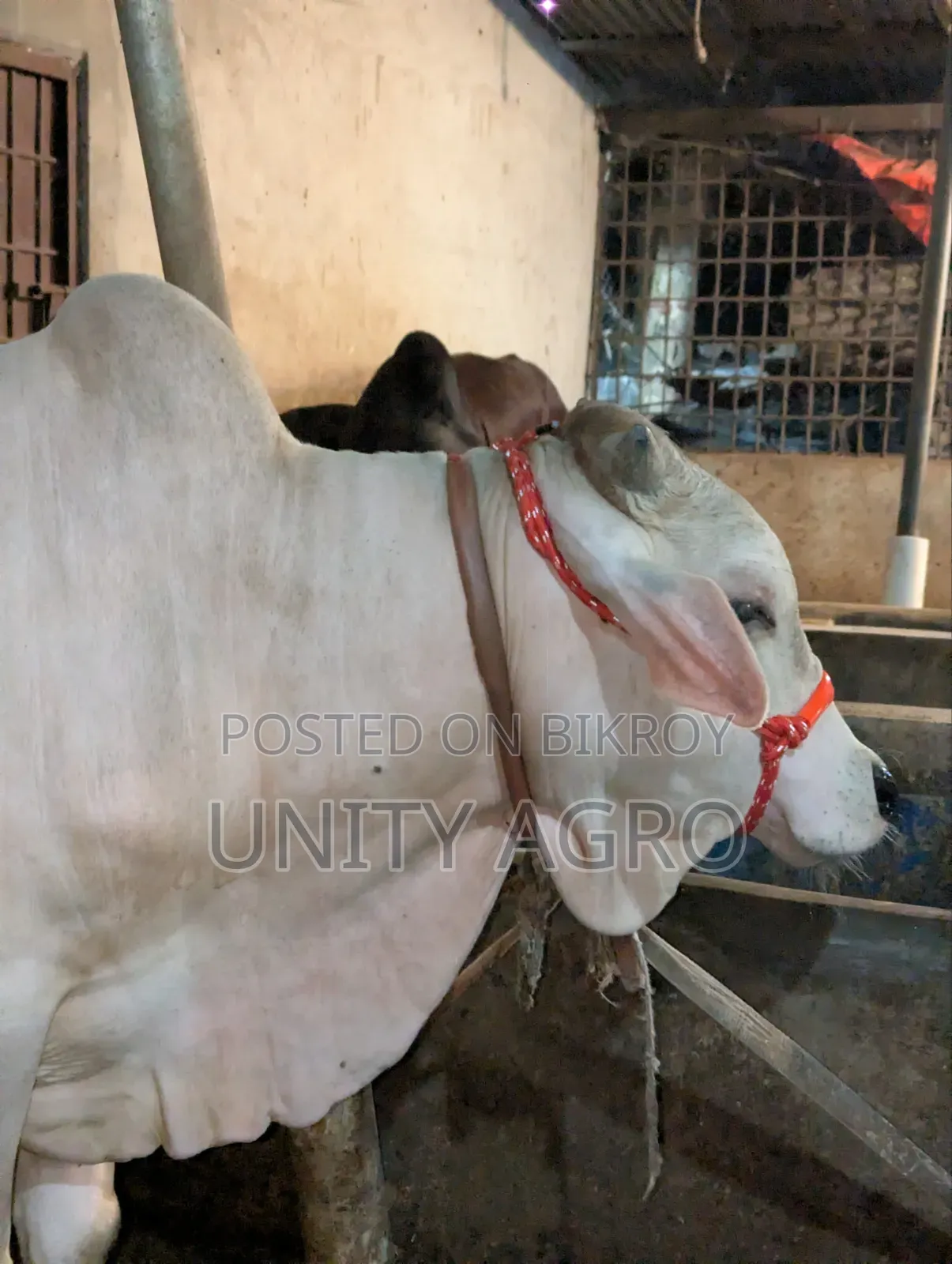 ব্রাহামা ক্রস গরু বিক্রি করা হবে
