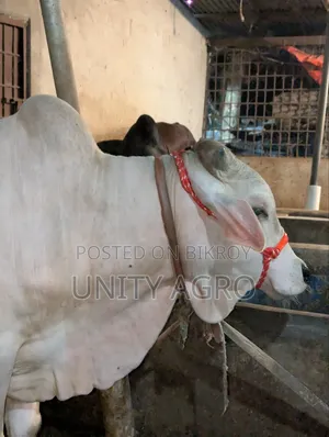 ব্রাহামা ক্রস গরু বিক্রি করা হবে