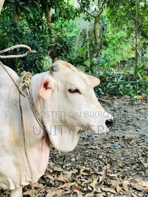 ব্রাহামা ক্রস গরু বিক্রি করা হবে
