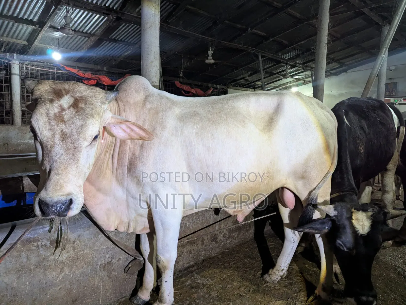 ব্রাহামা ক্রস গরু বিক্রি করা হবে