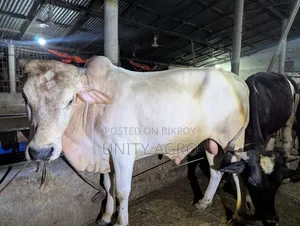 ব্রাহামা ক্রস গরু বিক্রি করা হবে
