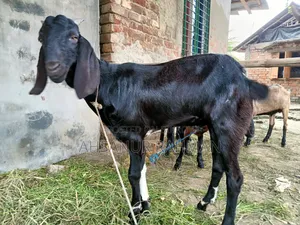 কুরবানীর খাসি ছাগল