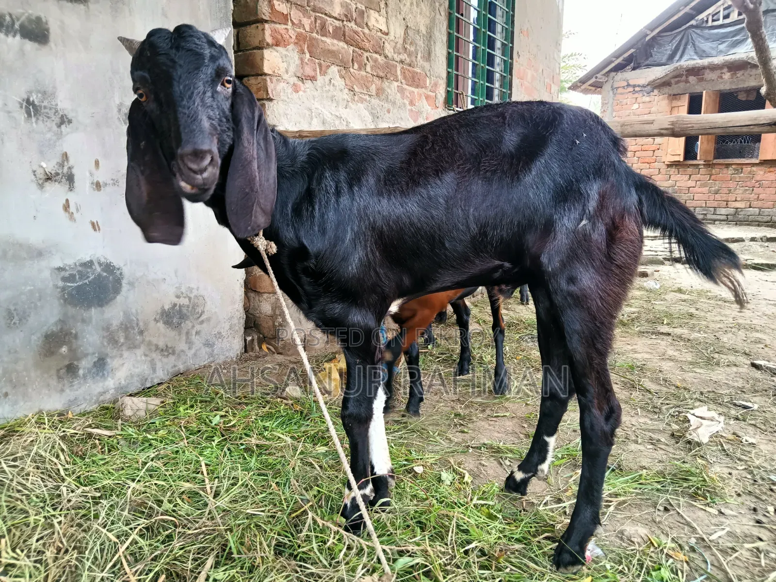 কুরবানীর খাসি ছাগল