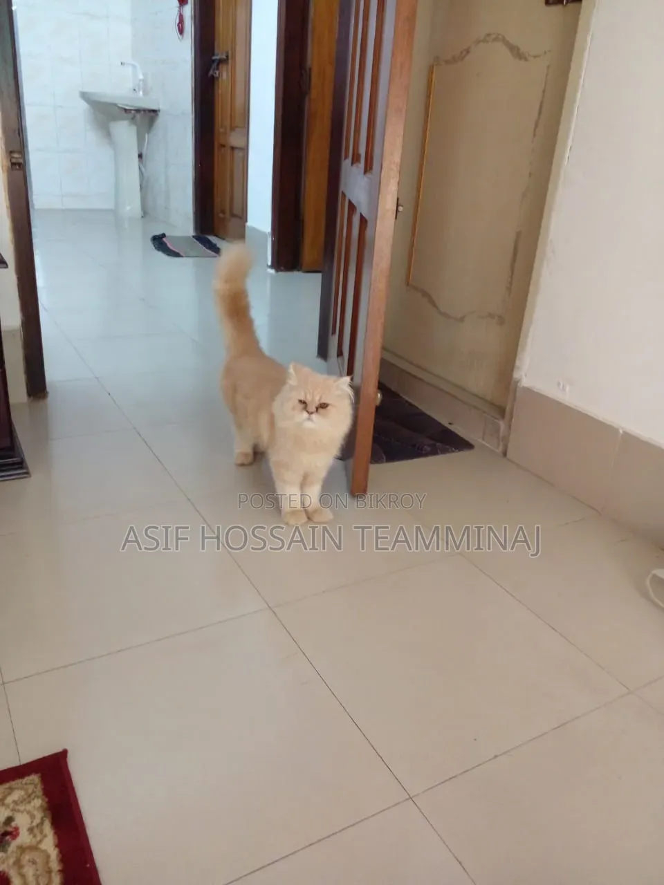 6-12 Months Male Purebred Persian