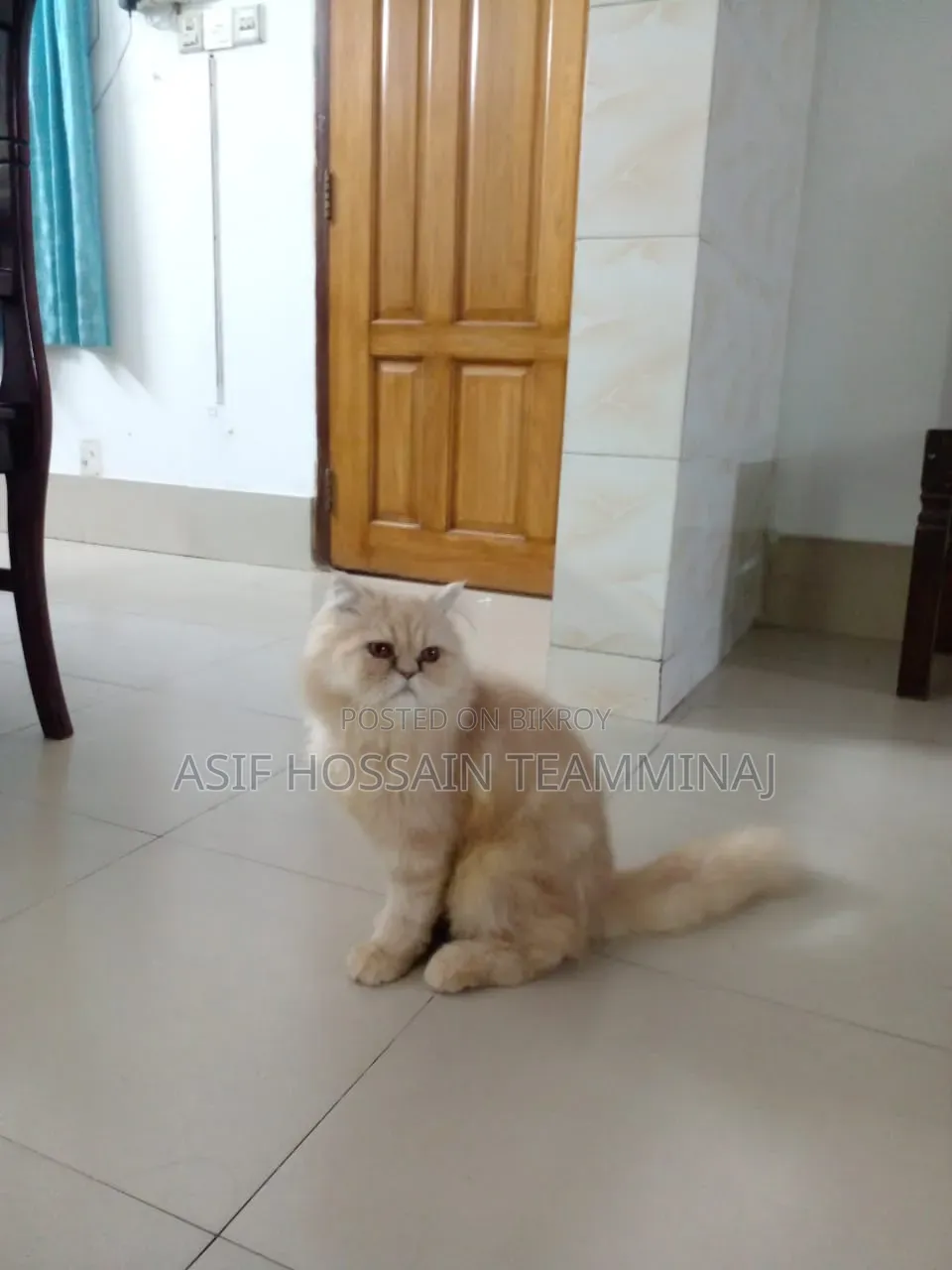 6-12 Months Male Purebred Persian