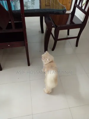 6-12 Months Male Purebred Persian