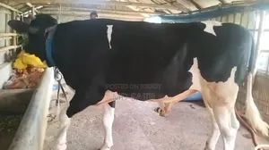 কোরবানির উপযুক্ত গরু