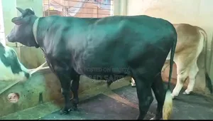 কোরবানির উপযুক্ত গরু