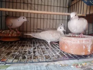 Australian Dove