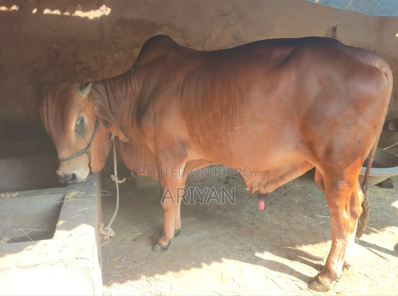 শাহিওয়াল গরু