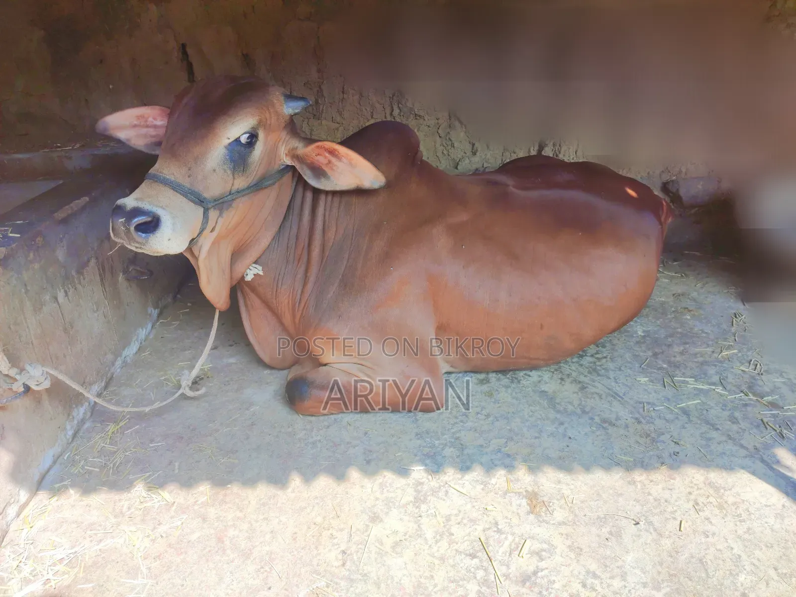 শাহিওয়াল গরু
