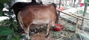 কোরবানির দেশি গরু