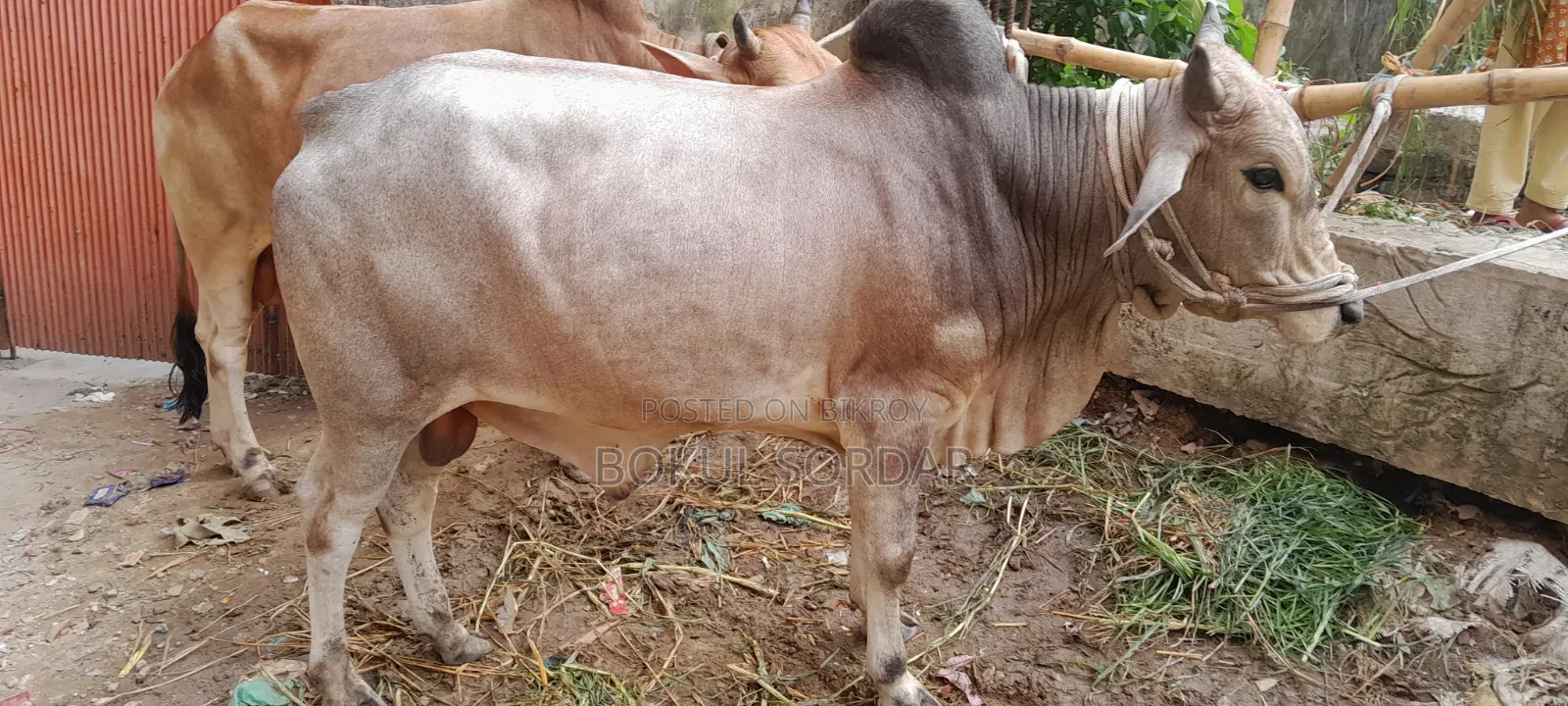 কোরবানির দেশি গরু