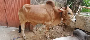 কোরবানির দেশি গরু