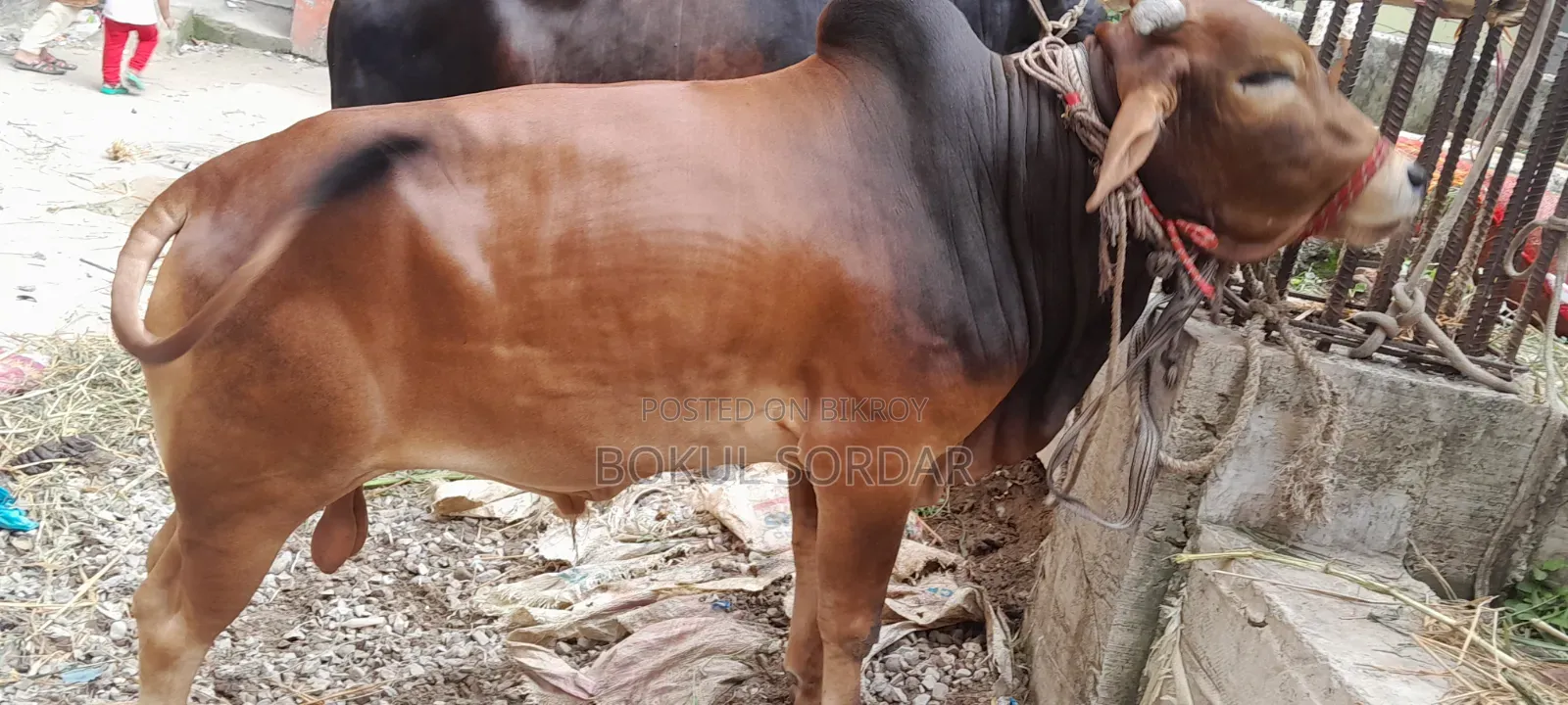 কোরবানির দেশি গরু