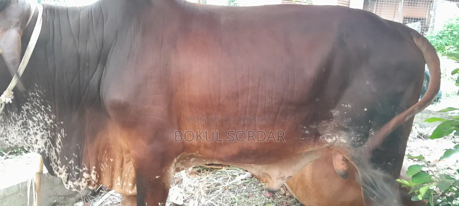 কোরবানির দেশি গরু