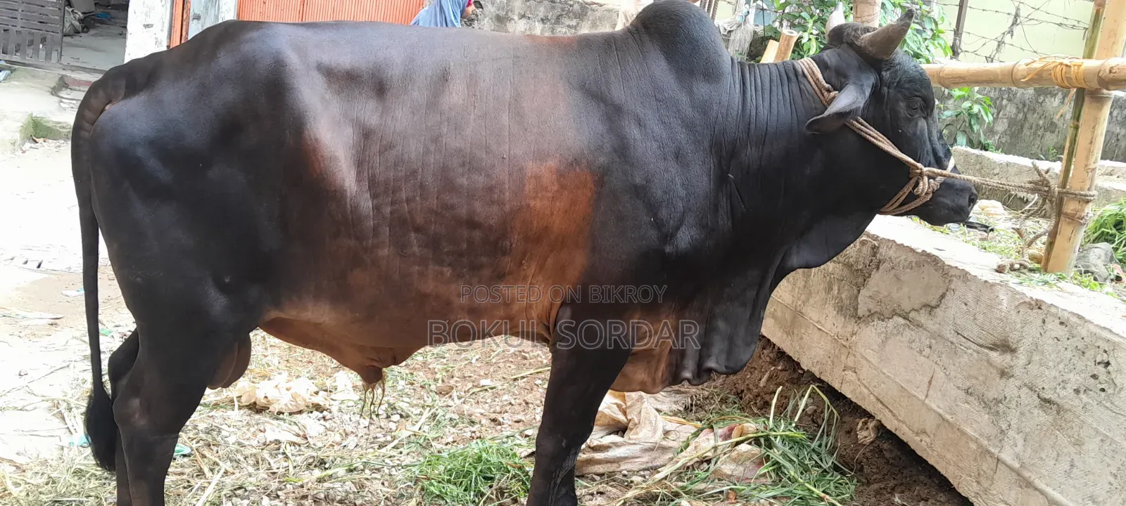 কোরবানির দেশি গরু