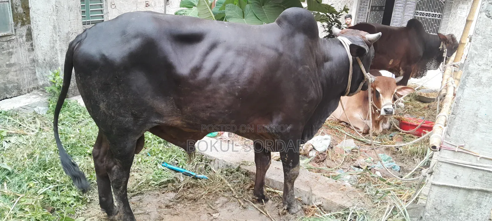 কোরবানির দেশি গরু